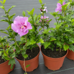 Ibištek sýrsky DUO 2in1 (Hibiscus syriacus) ‘WHITE & LAVENDER’ – výška 50-70 cm, kont. C5L